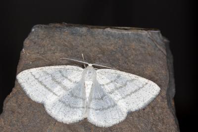 Cabera pusaria