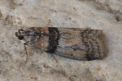 Sciota rhenella