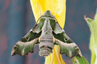 Proserpinus proserpina