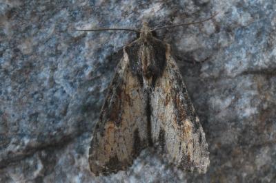 Apamea crenata