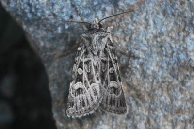 Chersotis larixia