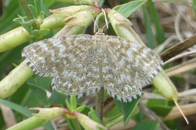 Scopula immorata