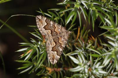 Scotopteryx obvallaria