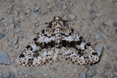 Fagivorina arenaria