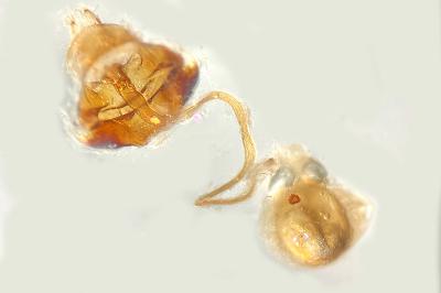 Catoptria europaeica