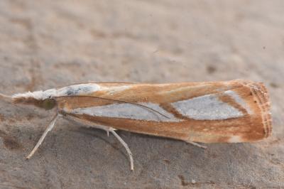 Catoptria myella