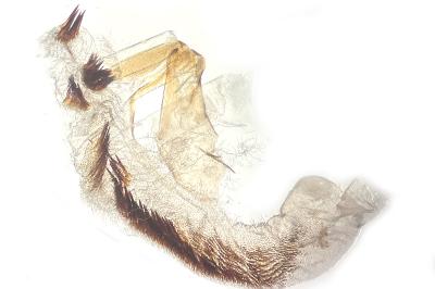 Hoplodrina alsinides