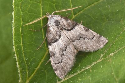 Nola cucullatella