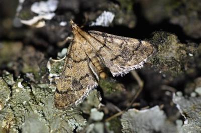 Metasia cuencalis bourgognei
