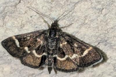 Pyrausta nigrata