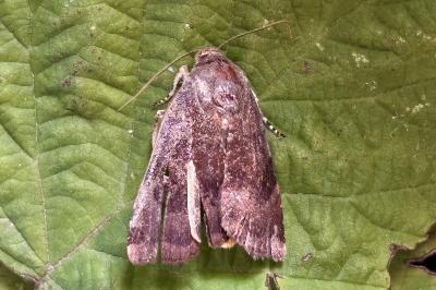 Noctua janthina