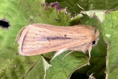 Sesamia nonagrioides
