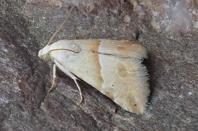 Eublemma parva