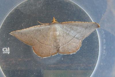 Plesiomorpha flaviceps