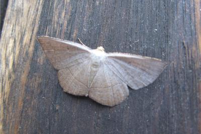 Plesiomorpha flaviceps