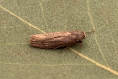 Achroia grisella