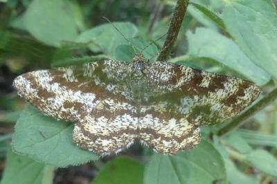 Ematurga atomaria
