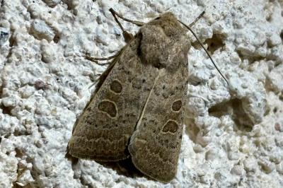 Hoplodrina ambigua