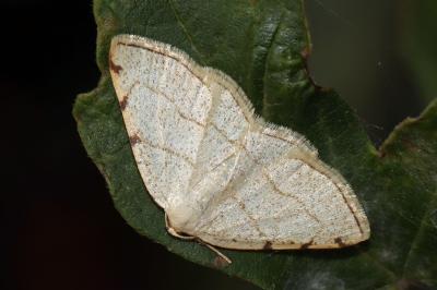 Stegania trimaculata