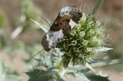 Acontia lucida