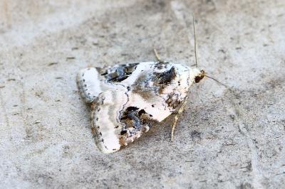 Pseudeustrotia candidula