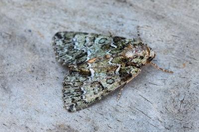Polyphaenis sericata