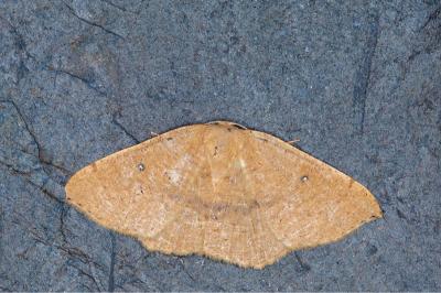 Cyclophora puppillaria