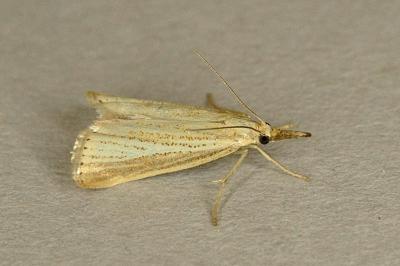 Agriphila straminella