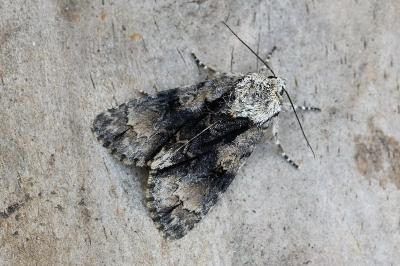 Acronicta alni