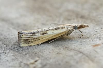 Agriphila inquinatella