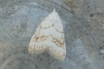 Nola aerugula