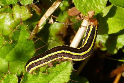 Ceramica pisi