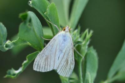 Sitochroa palealis