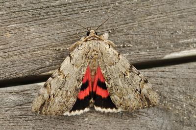 Catocala electa