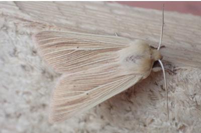 Mythimna pallens