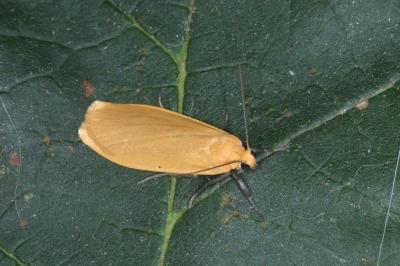 Wittia sororcula