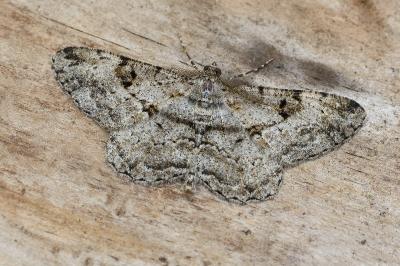 Peribatodes rhomboidaria rhomboidaria