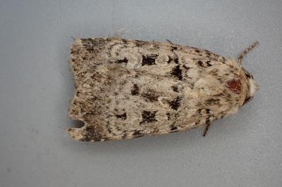 Chersotis multangula