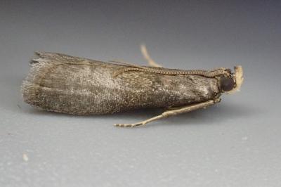 Eccopisa effractella