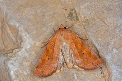 Cosmia trapezina