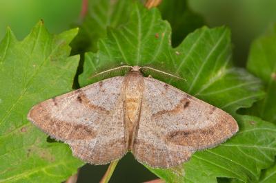 Selidosema brunnearia brunnearia