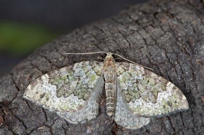 Colostygia olivata