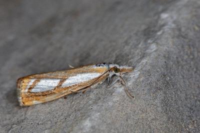Catoptria myella