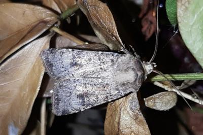Agrotis trux