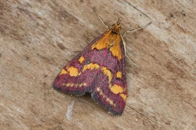 Pyrausta purpuralis