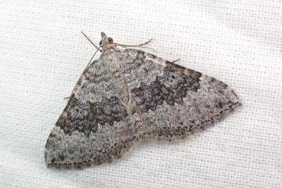 Scotopteryx octodurensis lozerae