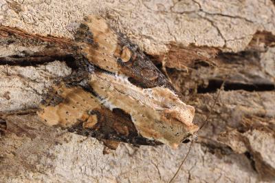Lateroligia ophiogramma