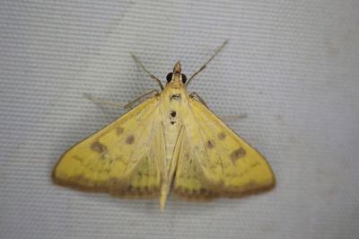 Mecyna trinalis