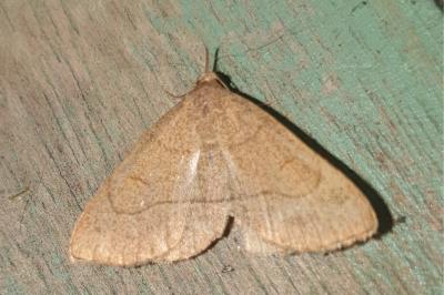 Paracolax tristalis