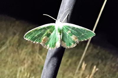 Comibaena bajularia